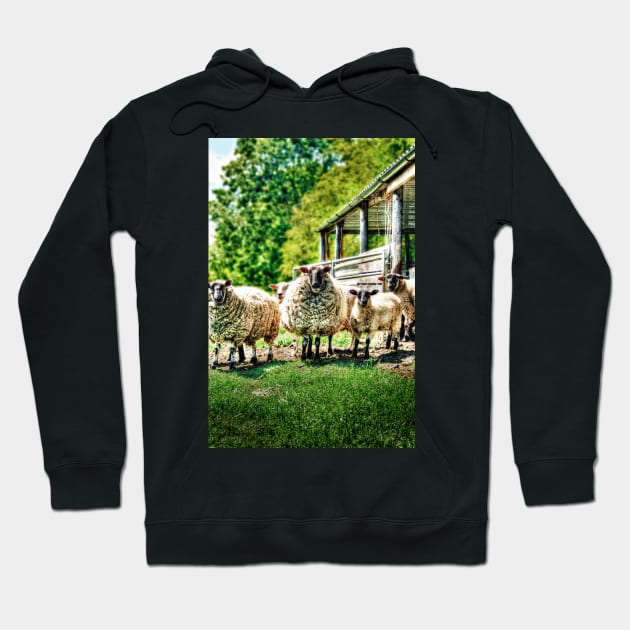 Sheep on the farm Hoodie by InspiraImage